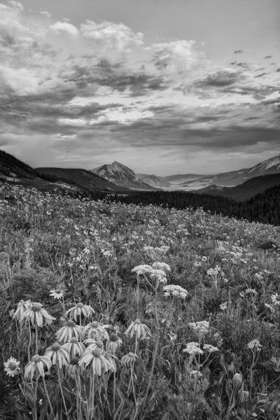 Colorado, Crested Butte flowers cover hillside